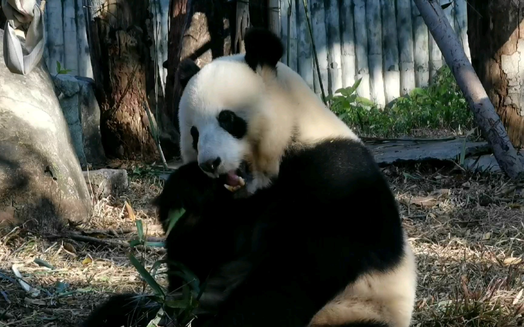 大熊猫星一:阳光正好,吃播也刚好