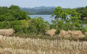 向有步天梯，后靠小窝穴，中间怀抱聚宝盆，湖北孝感寻龙点穴案例视频