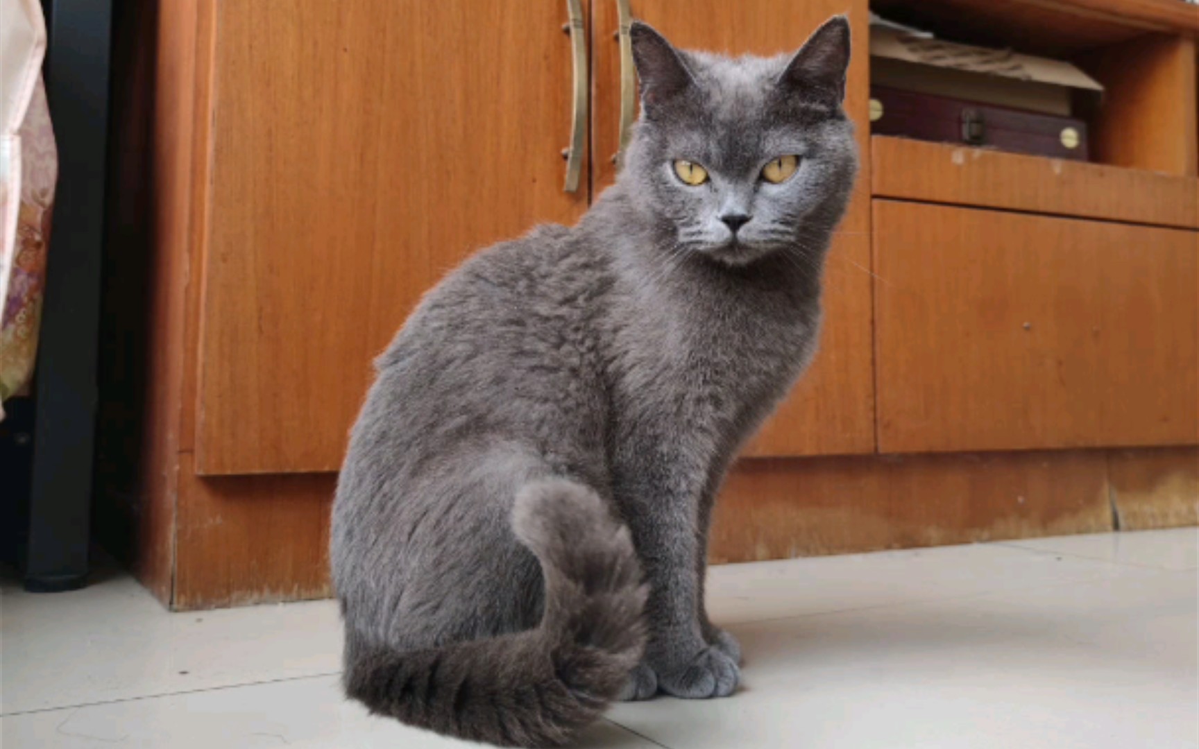 不懂就问:瘦蓝猫是纯的吗(只是问,不代表我歧视血统,我反而很喜欢沐沐