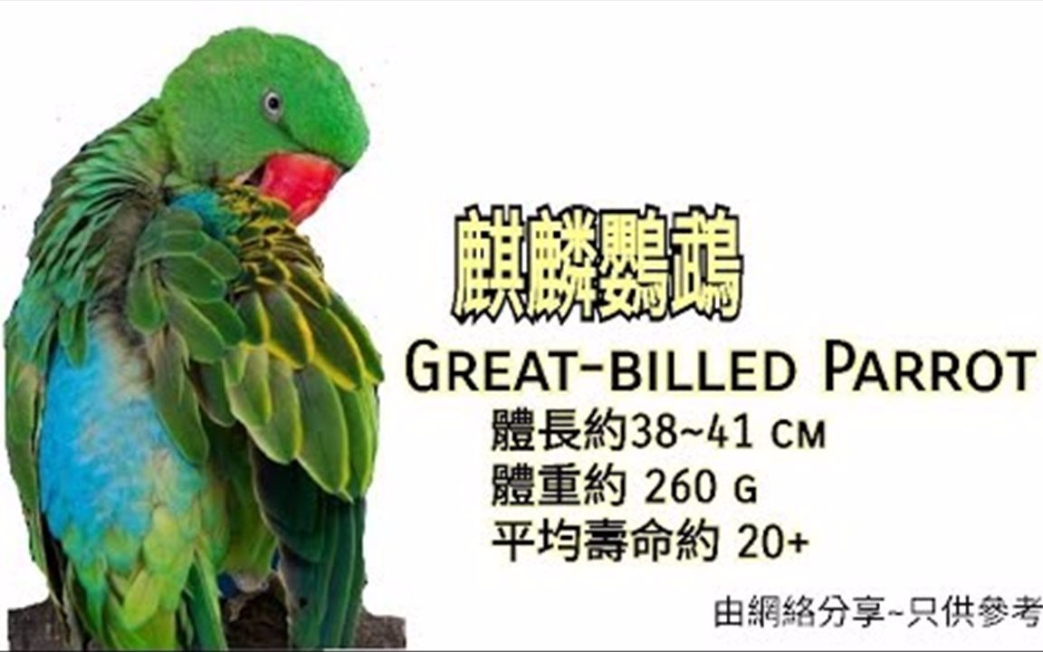鹦鹉品种分享介绍麒麟巨嘴鹦鹉greatbilledparrot