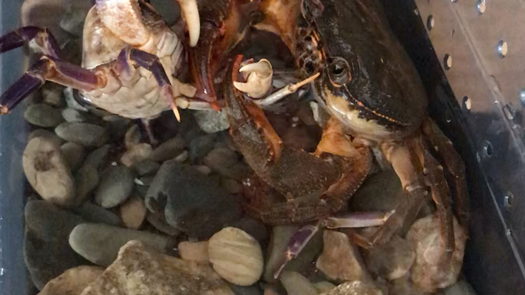 尖叶龙溪蟹(longpotamon acutum)破甲府城海南溪蟹失败