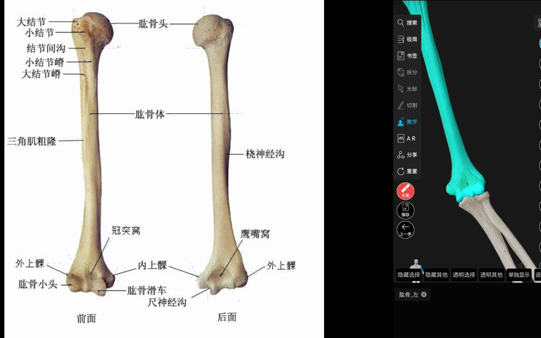 运动解剖基础知识运动系统(1)自由上肢骨肱骨哔哩哔哩bilibili