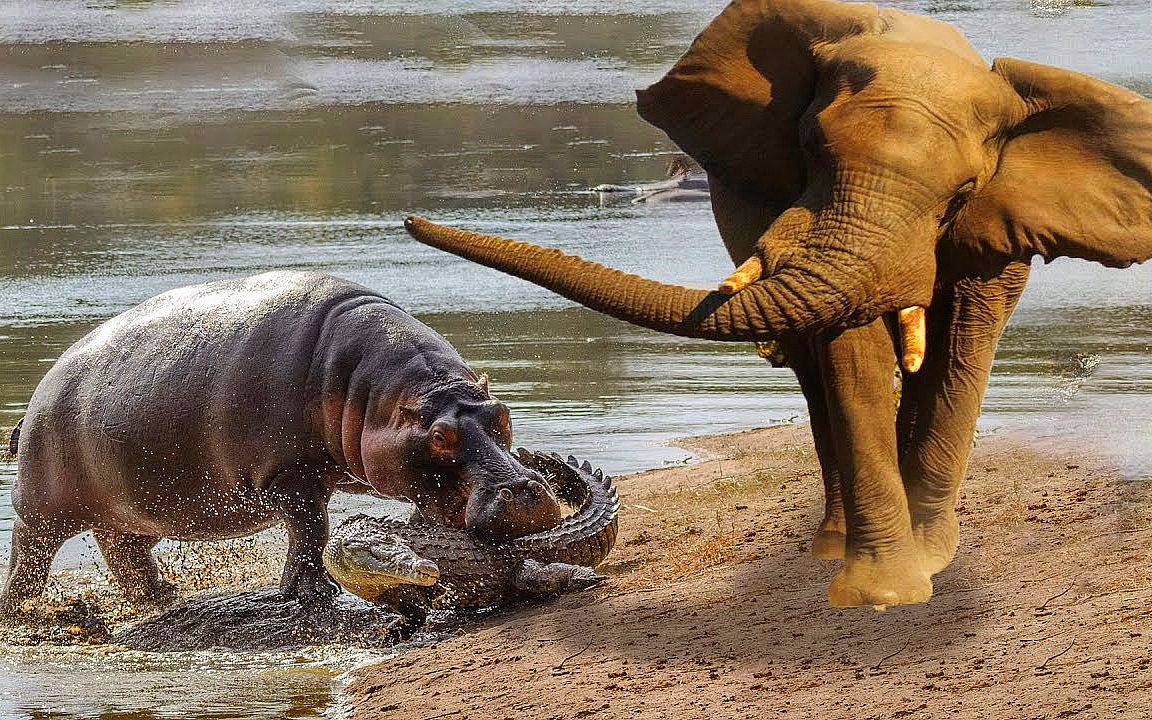 河马疯狂追打鳄鱼,大象路见不平一声吼,镜头记录下全过程!