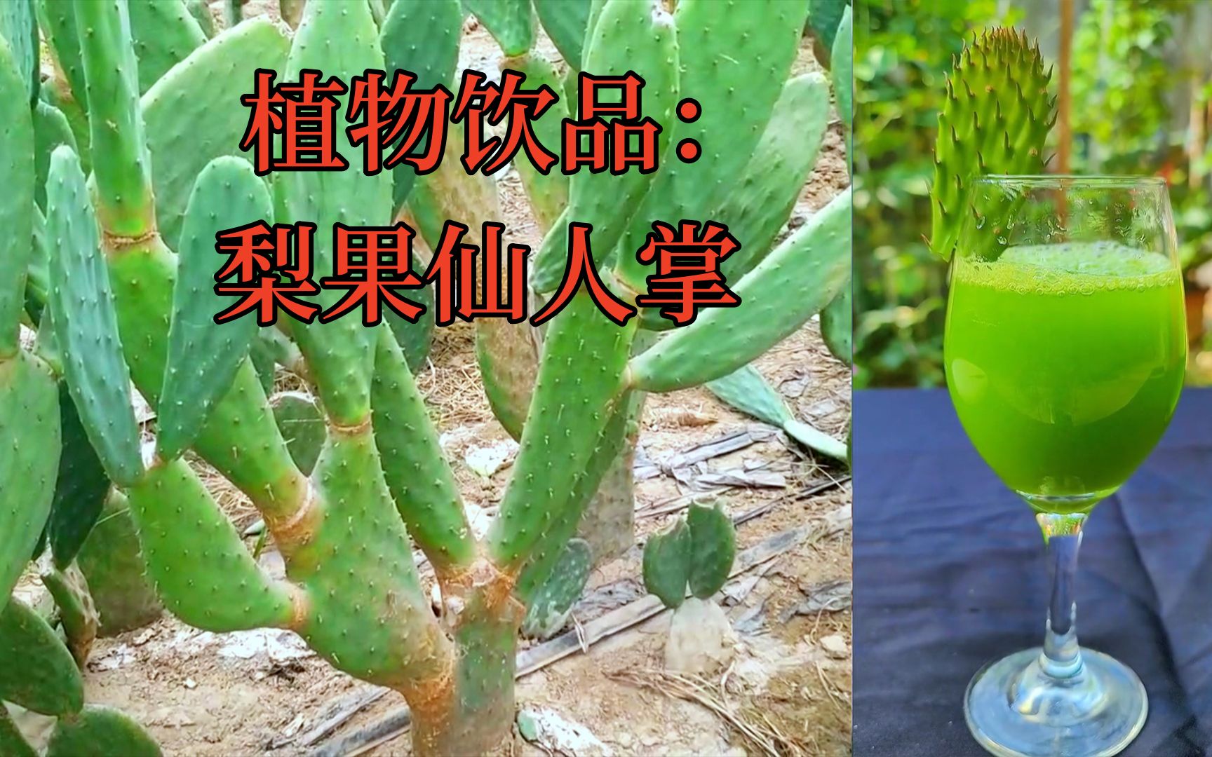 植物饮品:每天来上一杯仙人掌榨汁饮料,你会发现很多惊喜.#仙人掌 #梨果仙人掌 #植物饮品哔哩哔哩bilibili