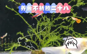 下载视频: 养鱼不折腾二十八：不折腾就没视频拍，竹节草被啃成光杆了依然再冒泡，开始发新芽了。