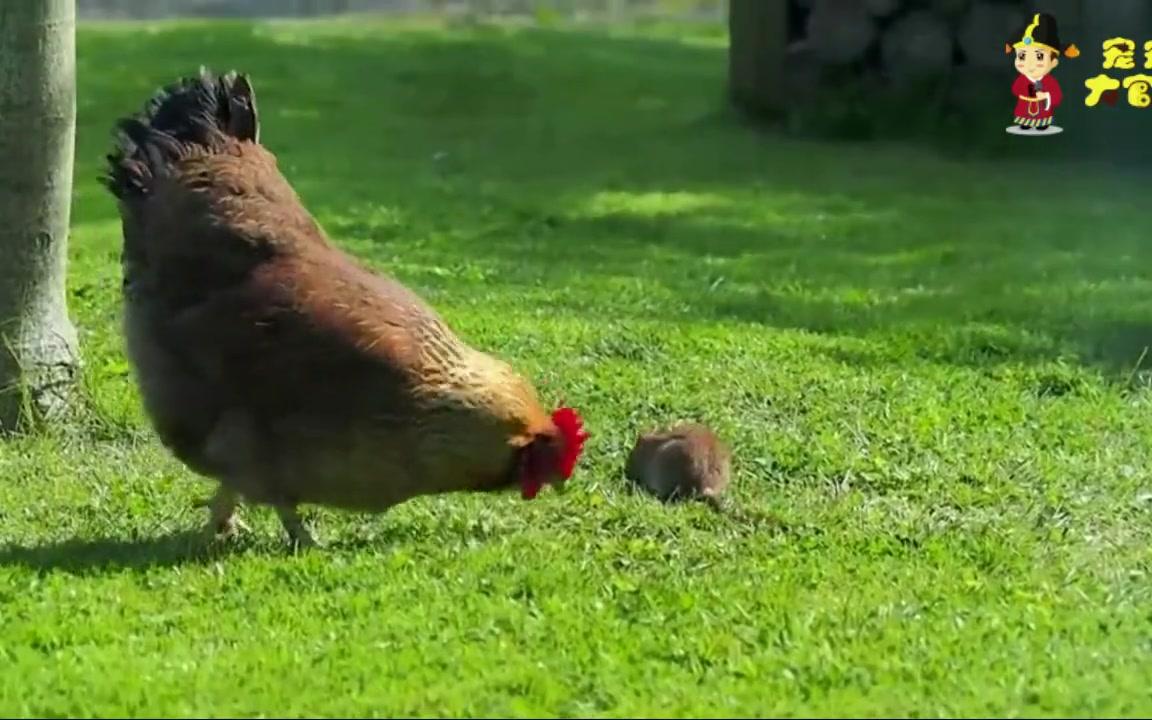 这只老鼠不得了,竟然敢跟老母鸡一决高下!