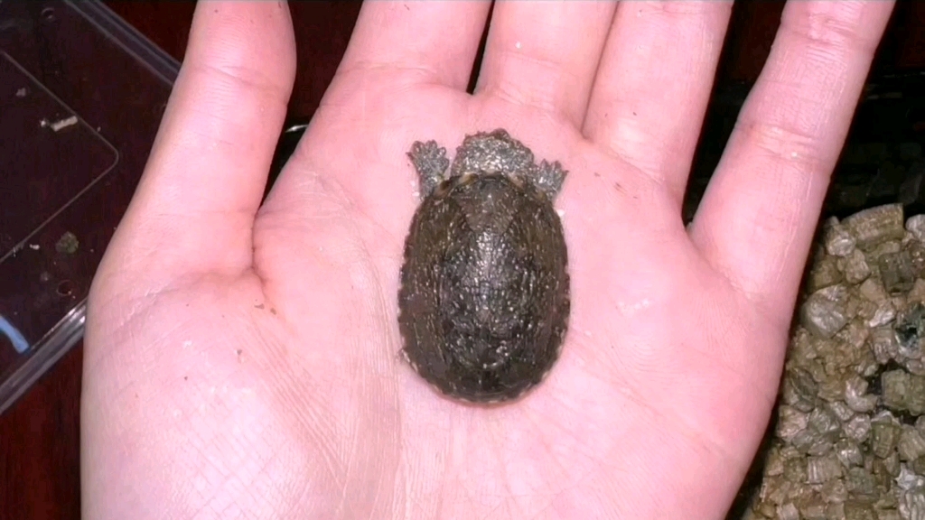 墨西哥泥龟开箱