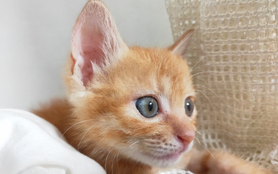 【橘猫】小奶猫的眼睛真的特别大,一闪一闪的,羡慕