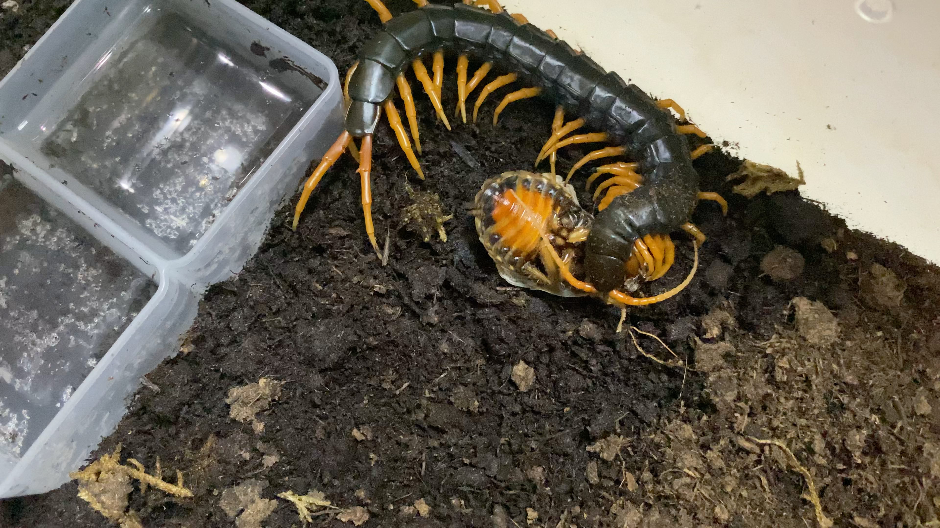 老挝巨人进食蜕皮失败的橙头蟑螂