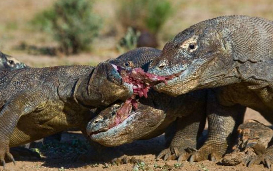 世界上最凶猛的猎食者,能轻易将猎物撕成碎片,真是太可怕了