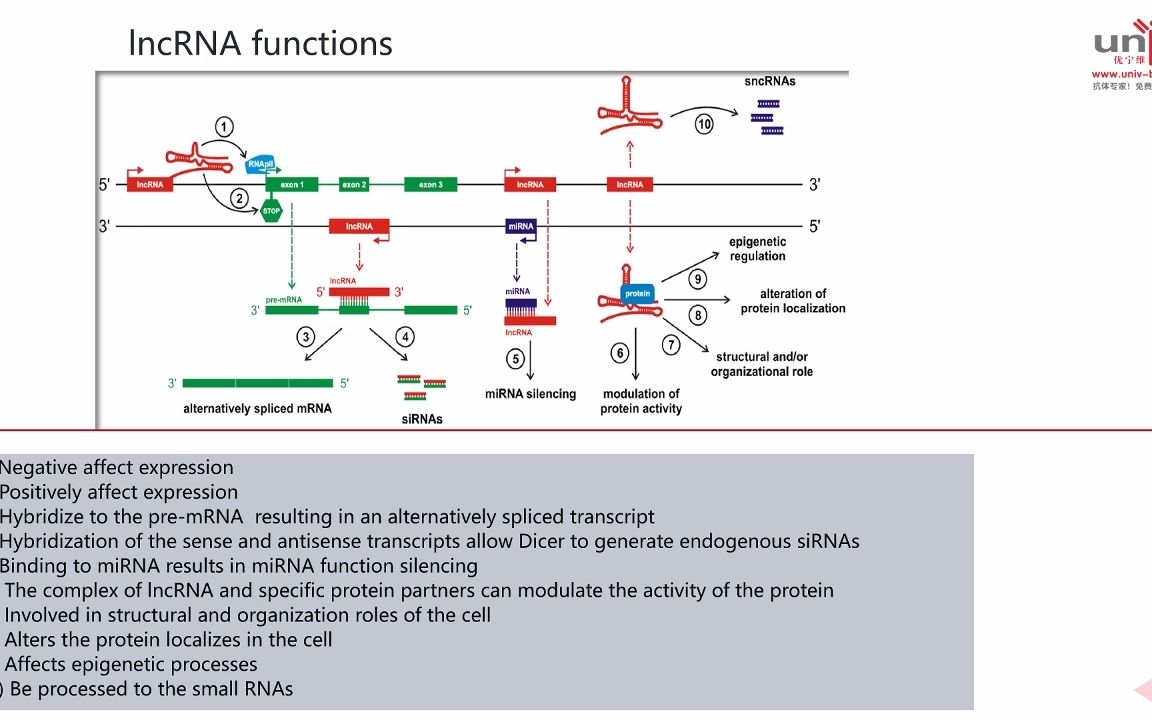 lncRNA的ceRNA机制在疾病中的应用哔哩哔哩bilibili