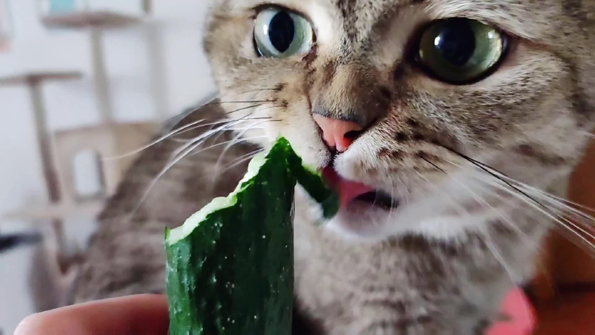 夏天小猫咪也要啃黄瓜!_哔哩哔哩_bilibili