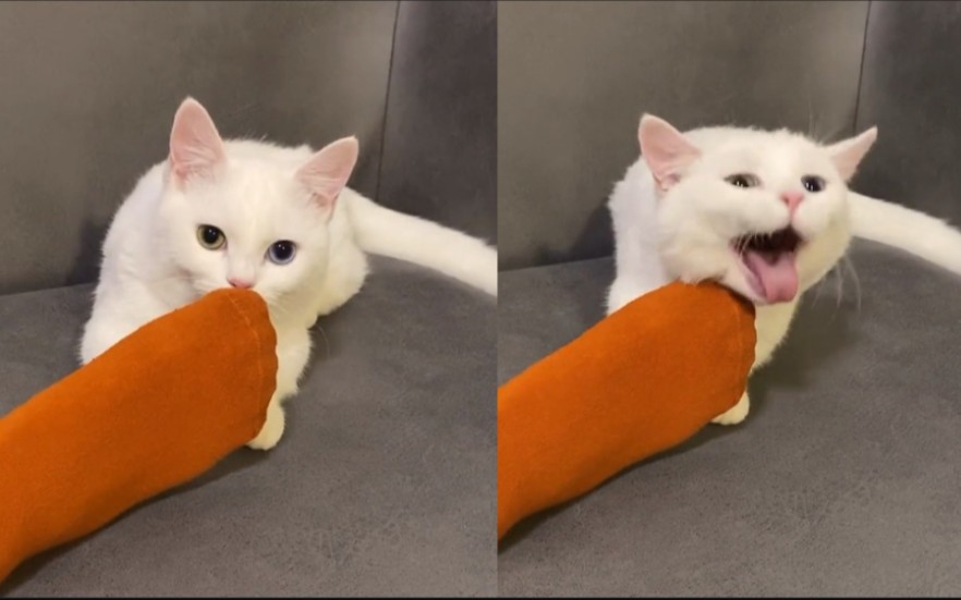 小猫咪轻轻的闻了闻主人的脚,下一秒直接口区