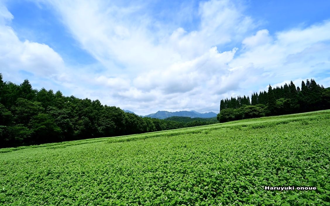 [图]【4K超高清日本】第一视角 荞麦花开始开花的户隐展望苑 2022.7