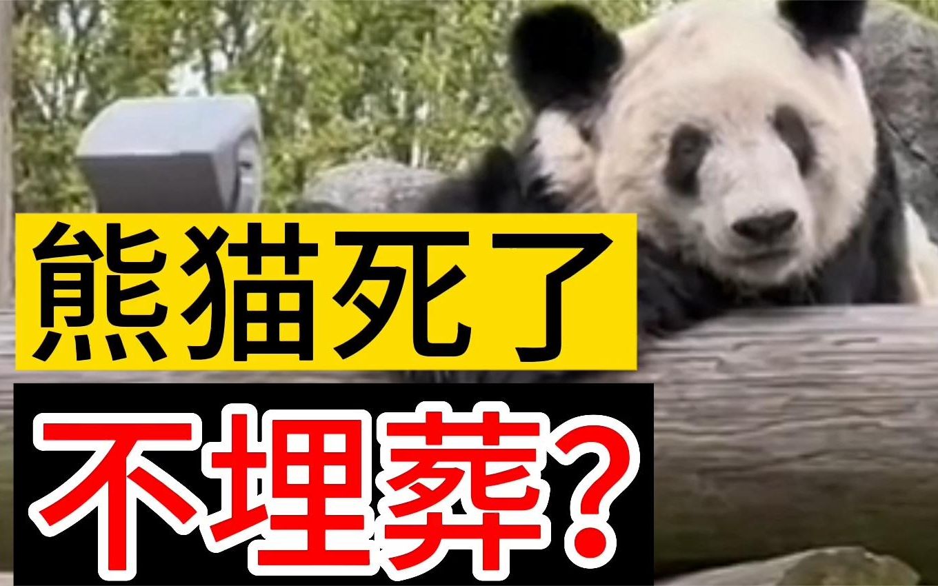 熊猫死了,不埋葬?