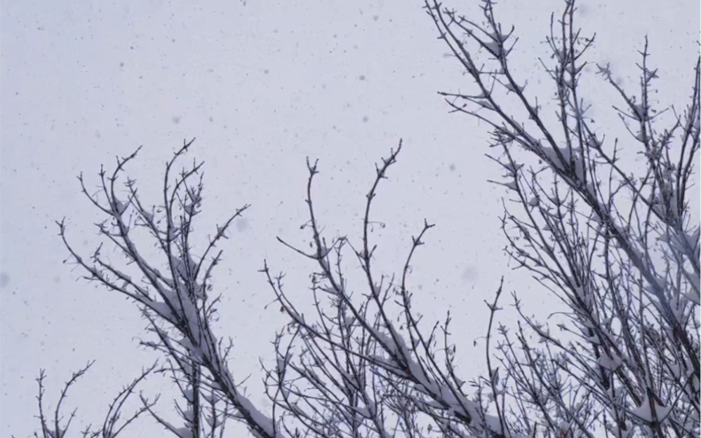 烟台今天下雪啦!记得和喜欢的人一起看雪,因为一不小心就白头了