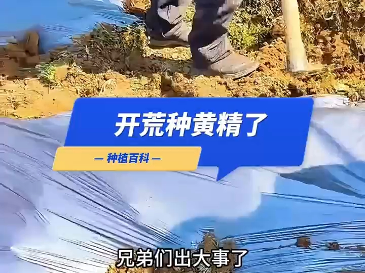 黄精种植基地/黄精种子基地/黄精种苗基地/黄精苗子基地/黄精基地/黄精苗圃基地开荒种黄精了哔哩哔哩bilibili