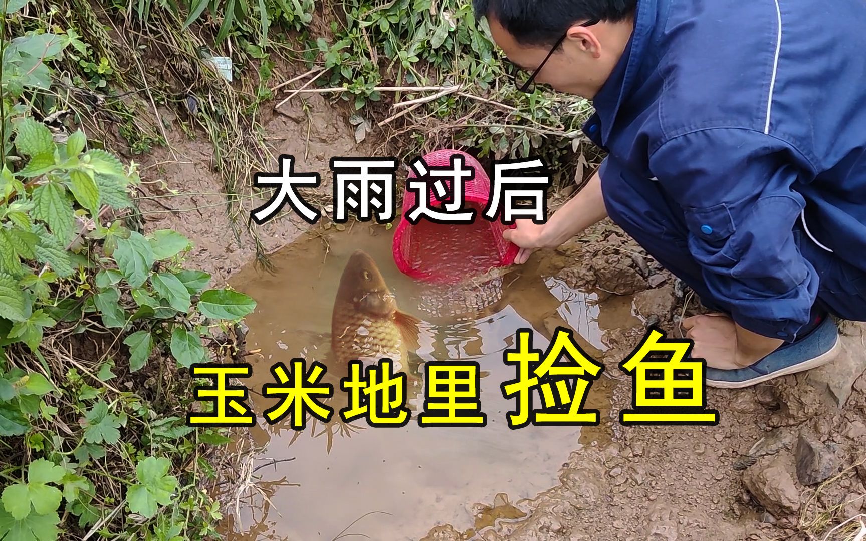 [图]暴雨过后樵三哥在玉米地里捡了20条鱼，爽翻