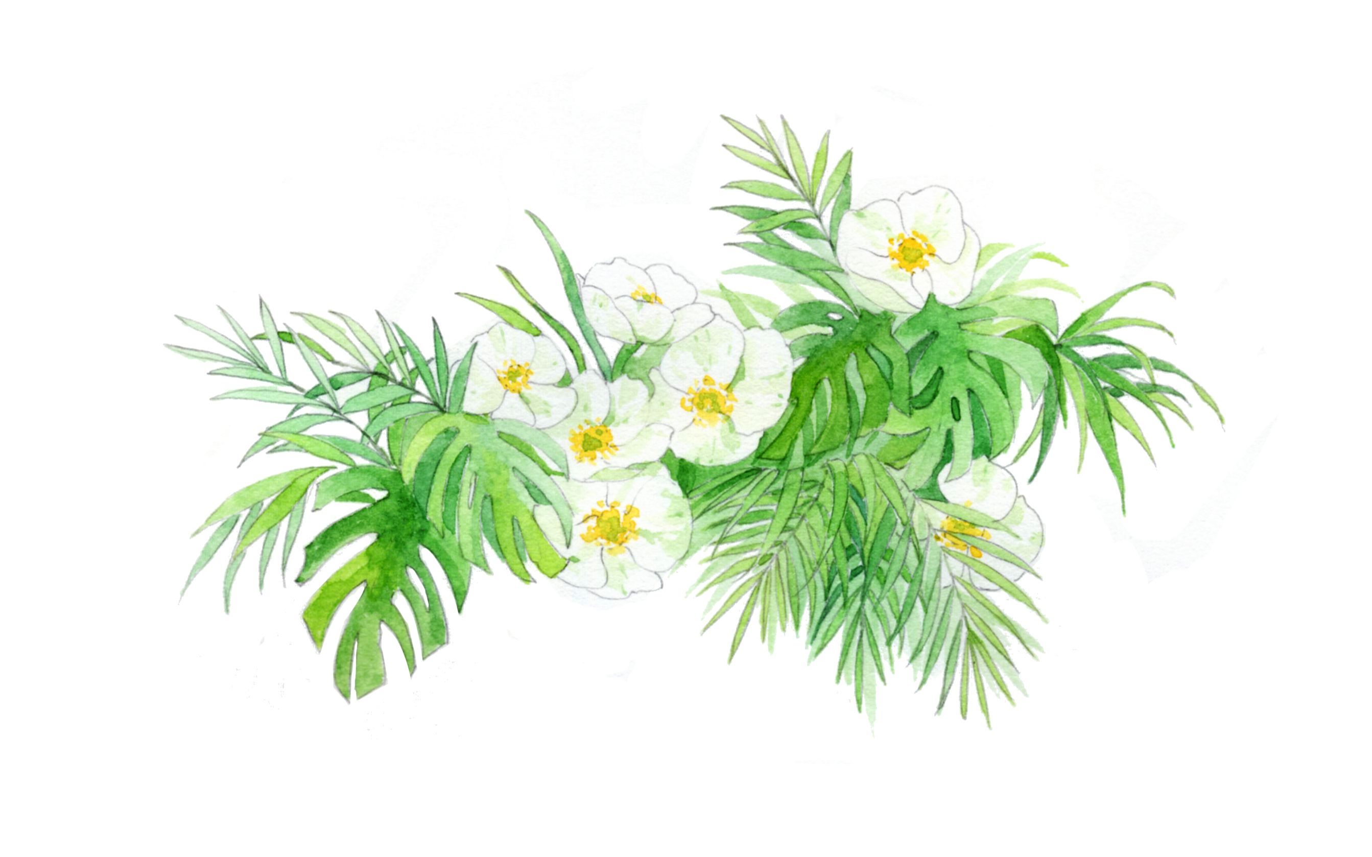 【手绘水彩花卉】线稿画好无脑涂就好-夏天就是清清爽爽呀