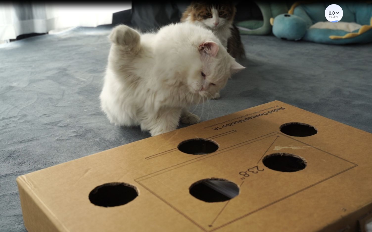 猫咪打地鼠|diy自制的猫咪打地鼠玩的不亦乐乎_哔哩哔哩_bilibili