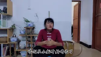 Télécharger la video: 藤茶为百茶之王，有神仙草之称，我们当地长寿老人从小就爱喝！