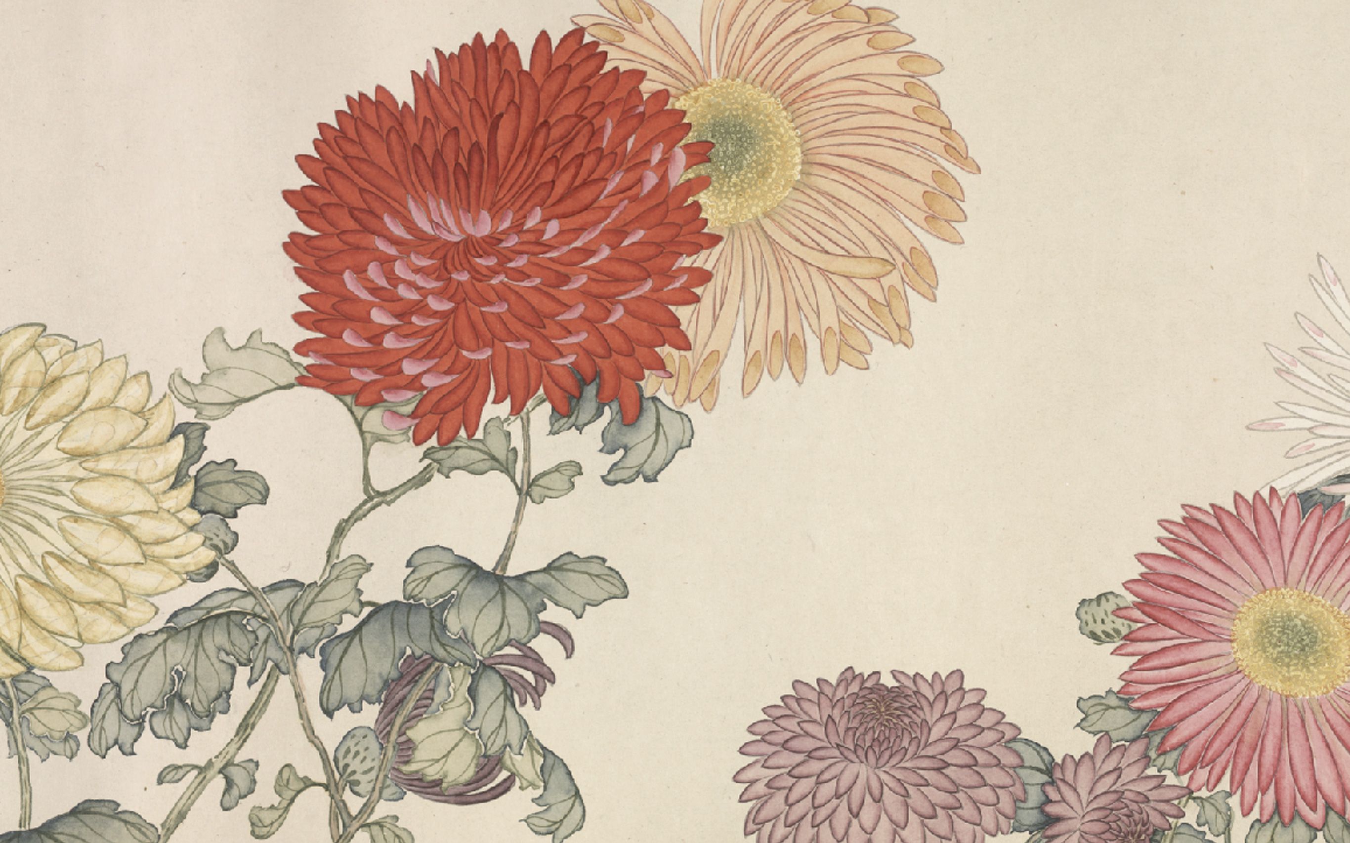 传统纹饰中的花花草草 菊花