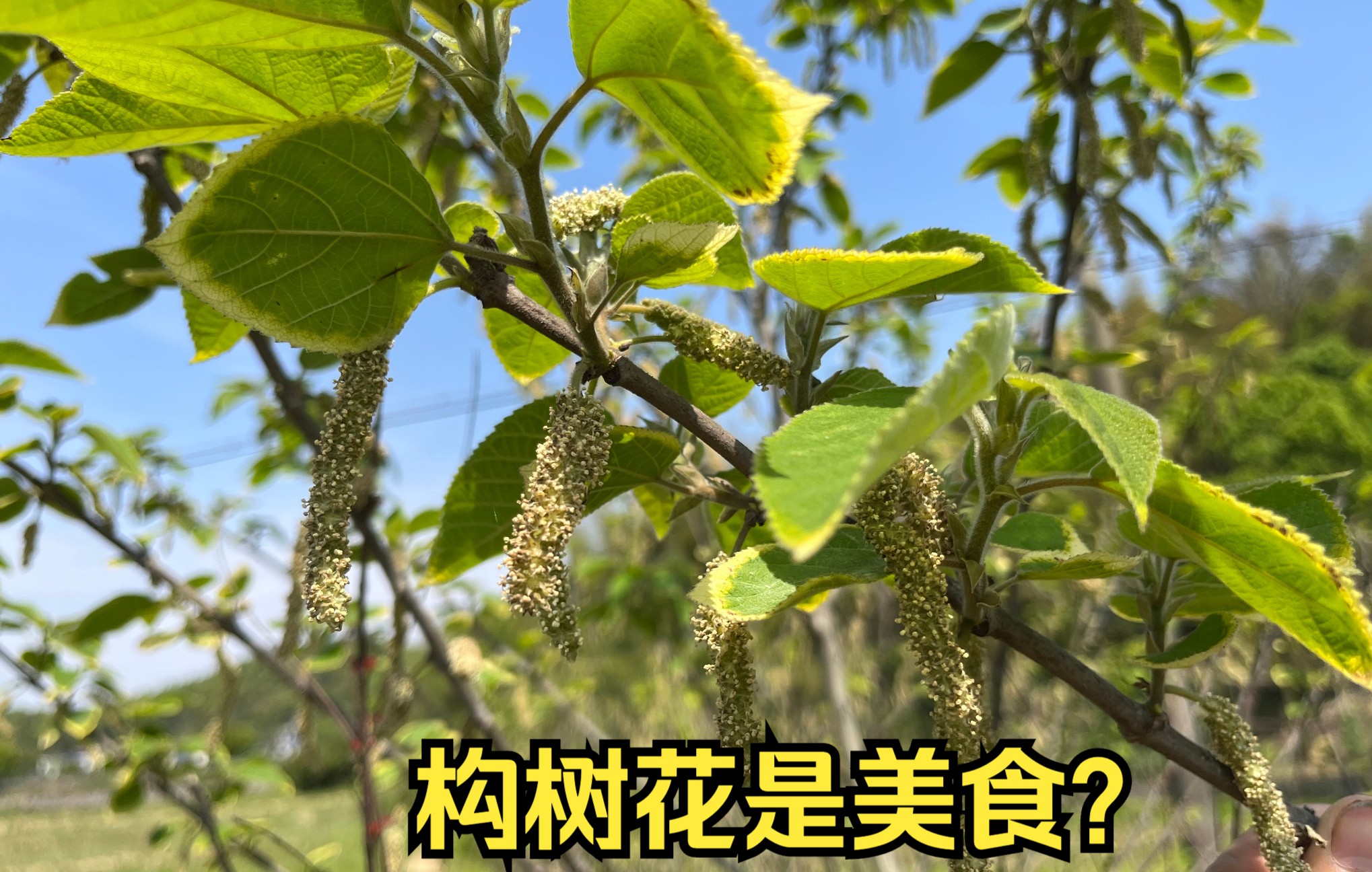 诱人的构树果实可以吃吗?构树花也可以吃?哔哩哔哩bilibili