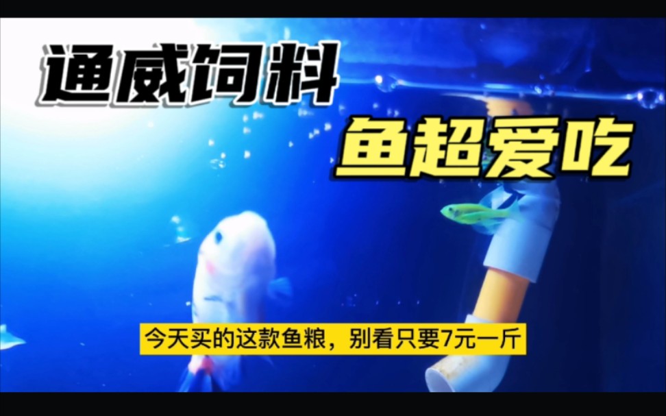 鱼饲料贵?用鱼塘饲料喂金鱼,7元一斤通威牌鱼饲料真香哔哩哔哩bilibili