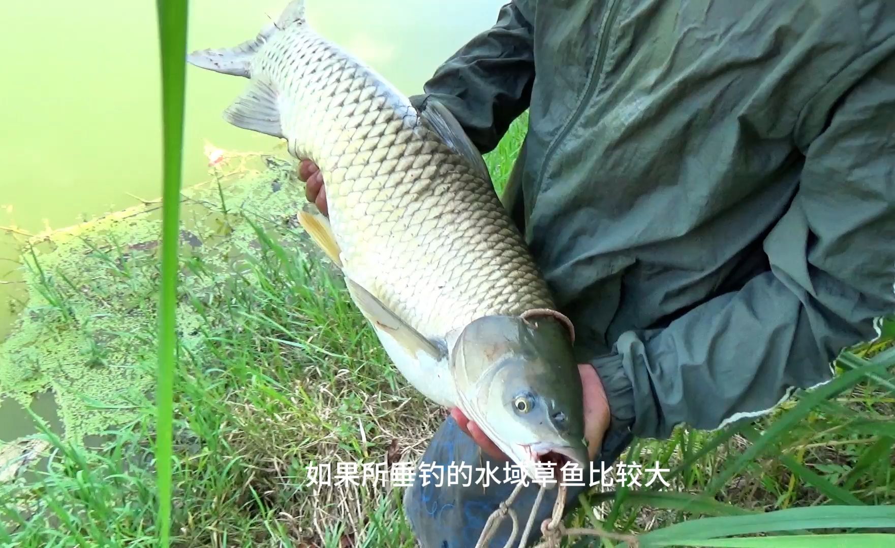 夏季懒人钓法,手线垂钓鲤鱼草鱼,轻松搞大货哔哩哔哩bilibili