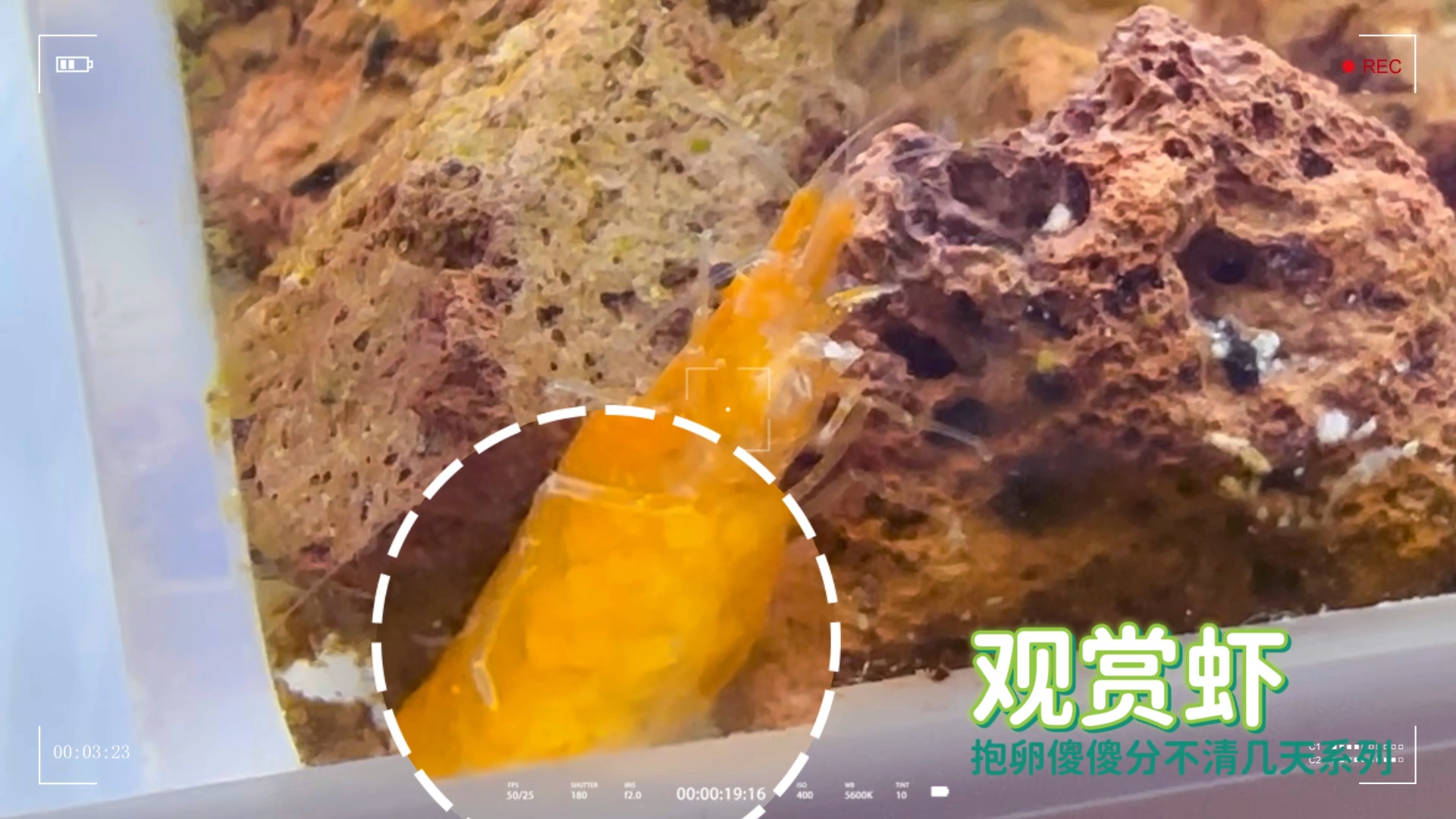 【观赏虾】抱卵不知道几天系列