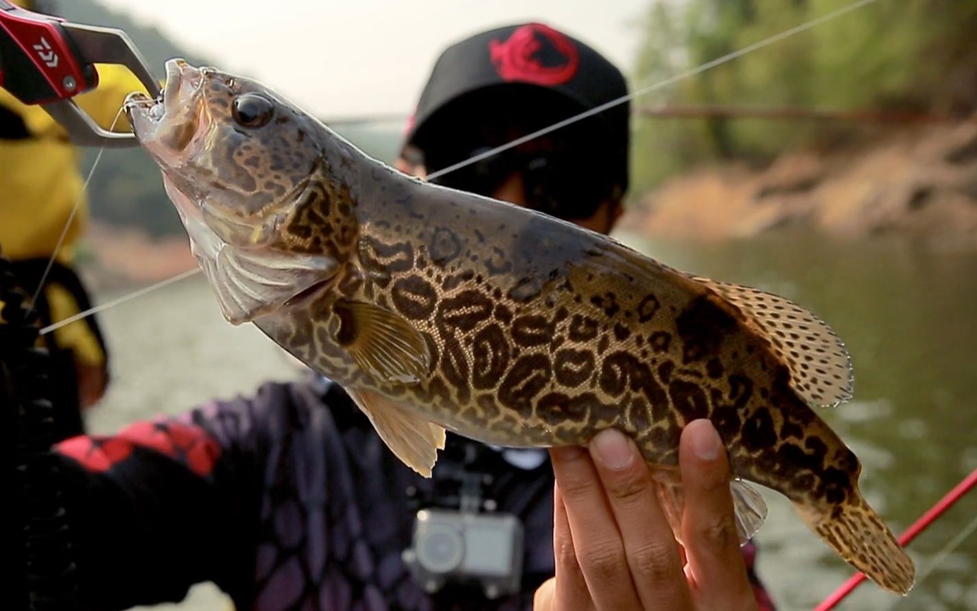 广东梅州全方位跳底搜索本土斑鳜,-《钓趣无境:梅州寻鳜(一)》_哔哩
