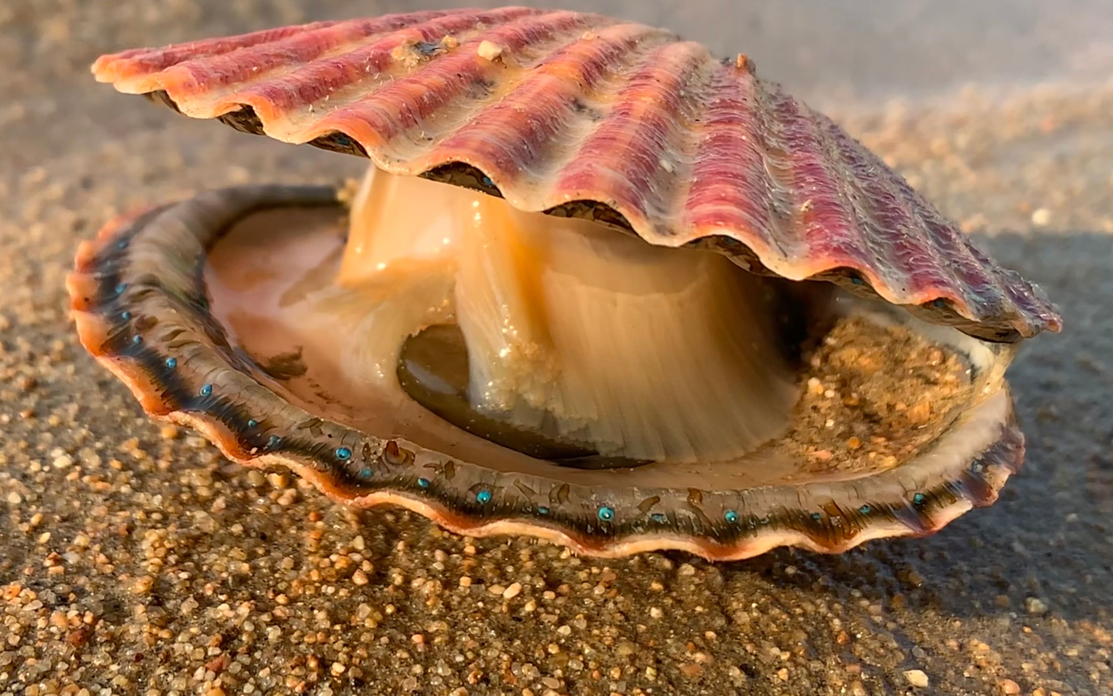 大海退潮后,小丁在山东赶海找到的贝壳里还有八爪鱼