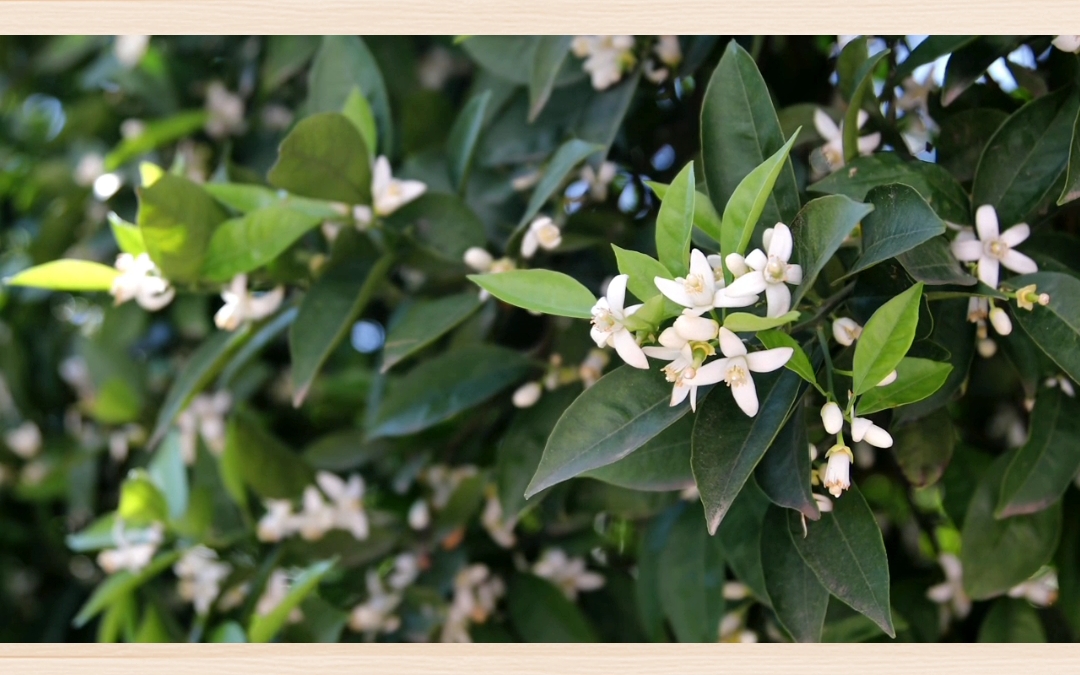 [图]开在心里的橘子花（节选）