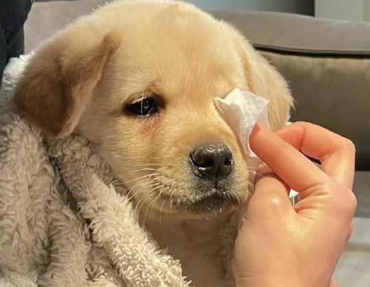 双生火焰(3.1)神男小奶狗暴风哭泣/该哭就哭