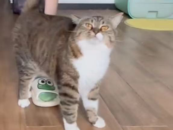 【母高音】猫发出羊叫(0711Д11)」竟是为了这