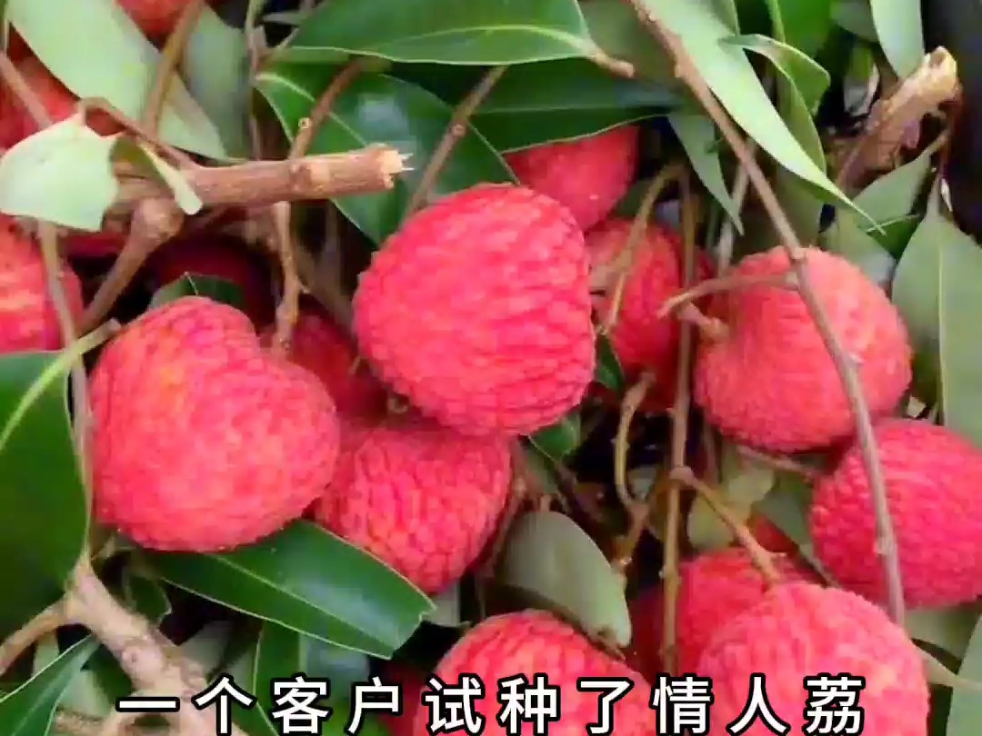 今年情人荔卖50