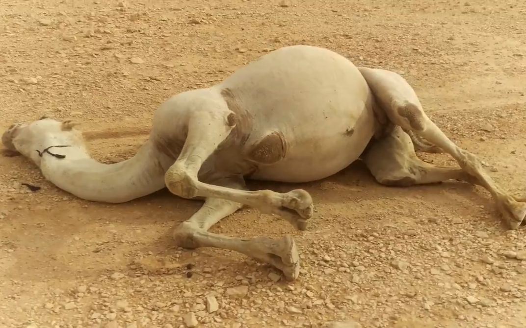 在沙漠看见倒地的骆驼摸不得一旦用力触碰后果不堪设想