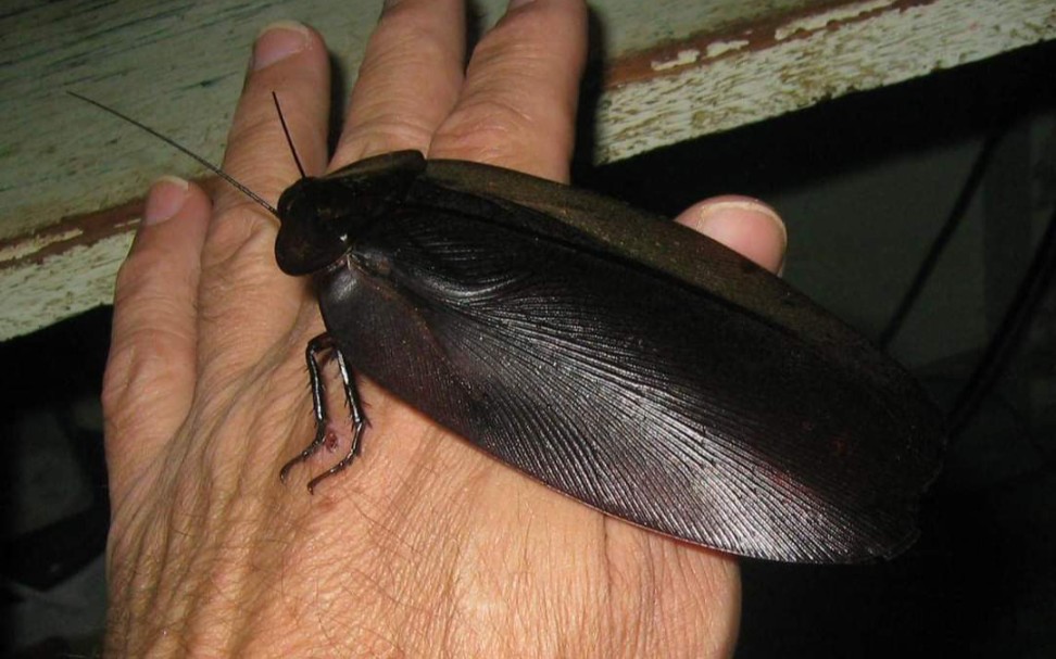 中美洲产地的大型蟑螂megaloblattablaberoides