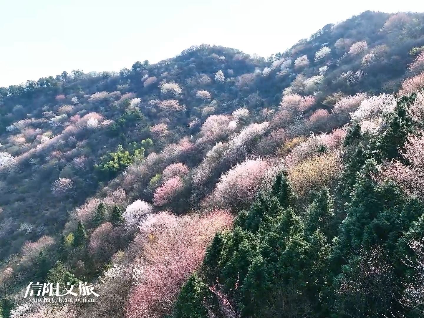 来商城县黑河村,万亩野樱花迎春绽放~漫山粉白花树与绿野青山相映,茶香混着花香带来专属信阳的#春日浪漫 #信阳文旅 #美好信阳 #春游 #樱花哔哩哔哩...