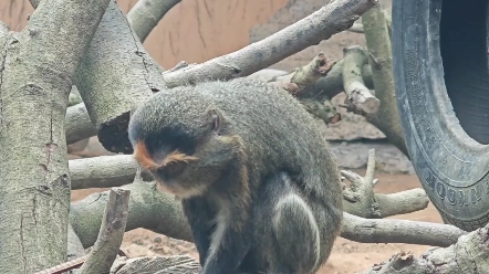 最有学问的动物博士猴哔哩哔哩bilibili