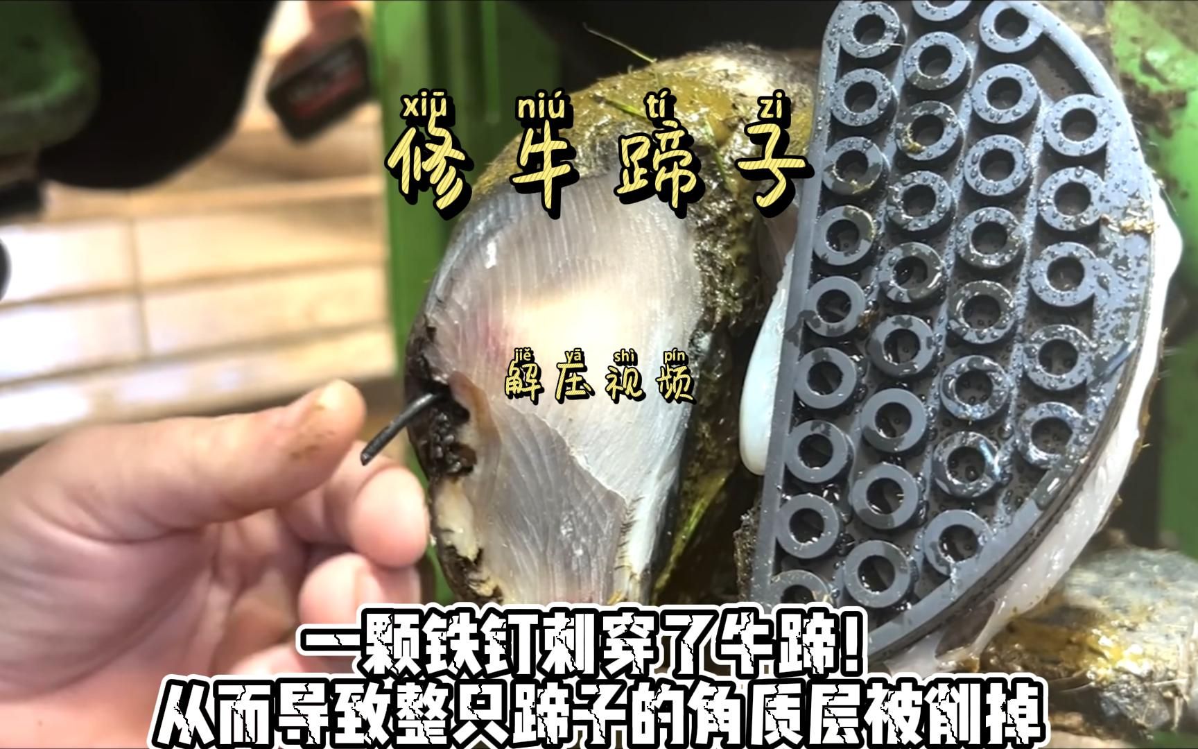 一颗铁钉刺穿了牛蹄!导致整只蹄子角质层被削掉,修蹄师都没见过