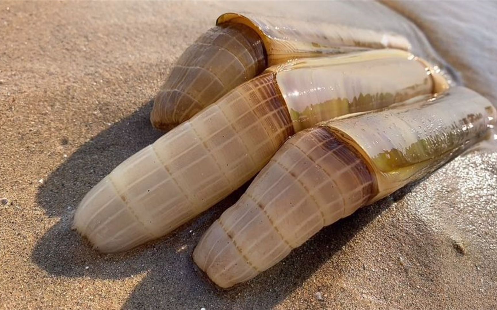 康康赶海,今天来海边找到蛏王洞口,一挖一个准!