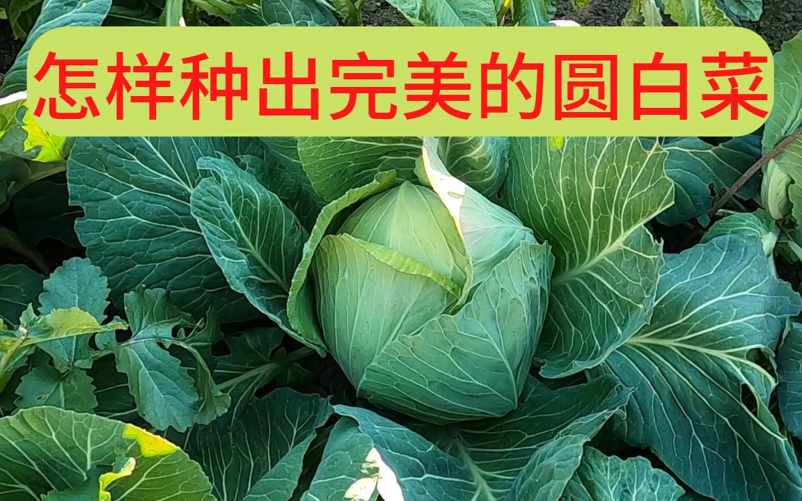 [图]怎样种出完美的圆白菜？7个注意事项 种植季节 浇水 用肥 害虫防治...