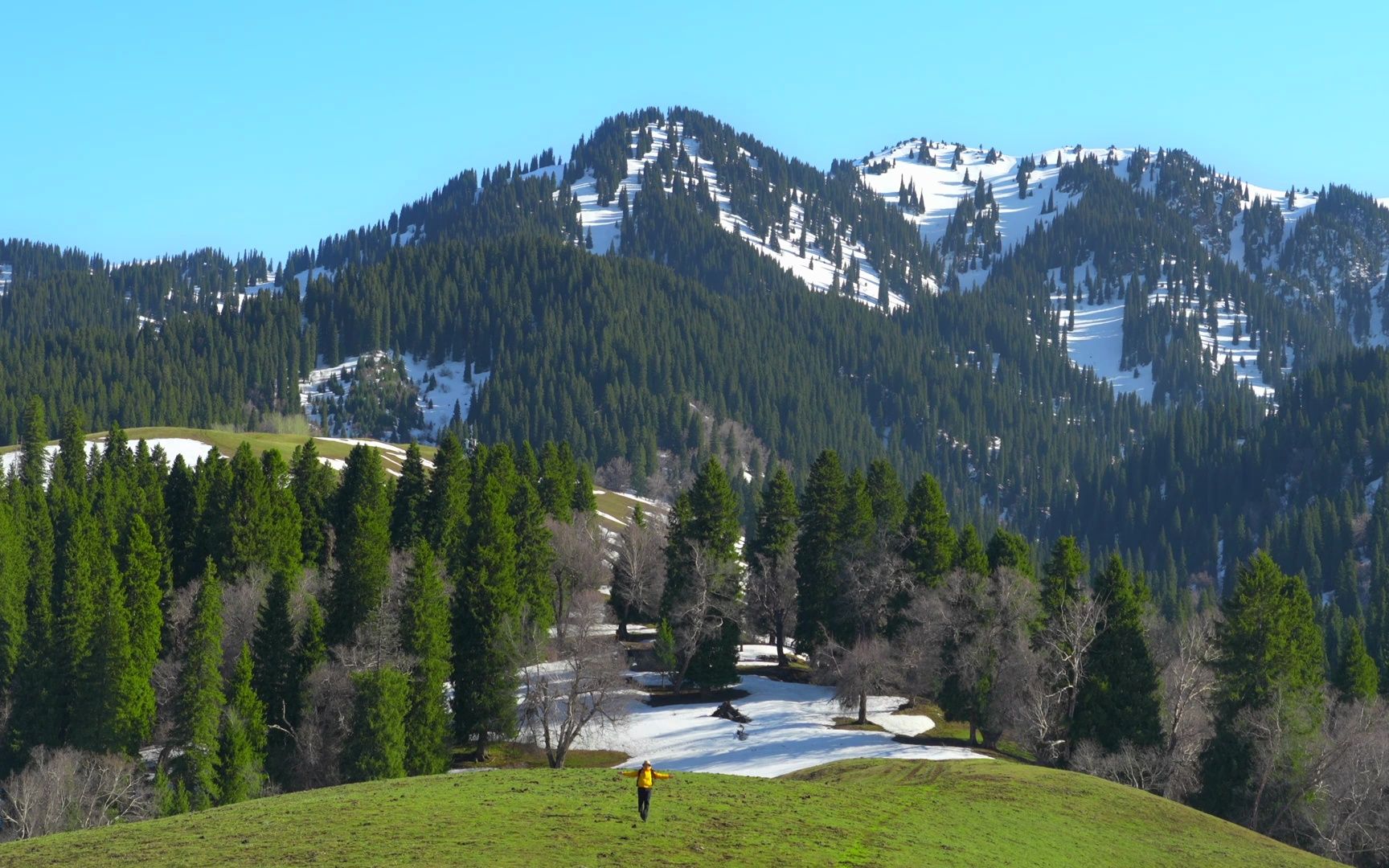 那拉提的春天 奶油般的雪山 和 草原春天的第一抹绿