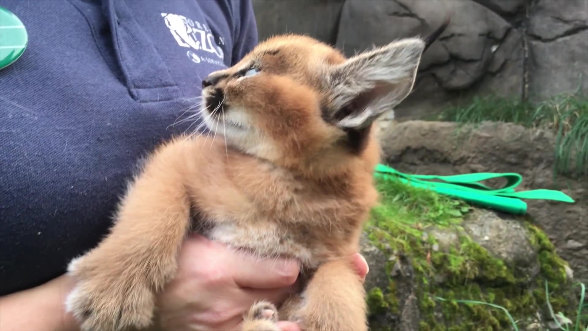 动物园的狞猫宝宝