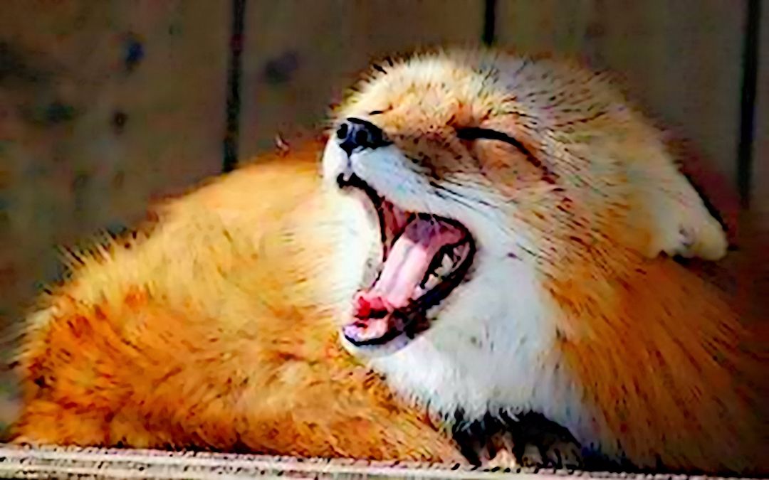 杀狐取我爱b站20全新升级