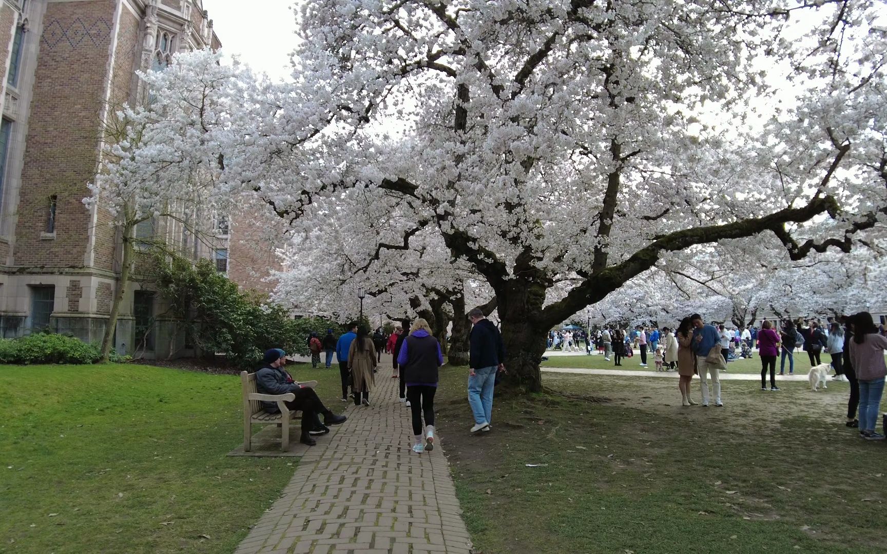 [图]Cherry Blossoms At University Of Washington Walking Tour 2023