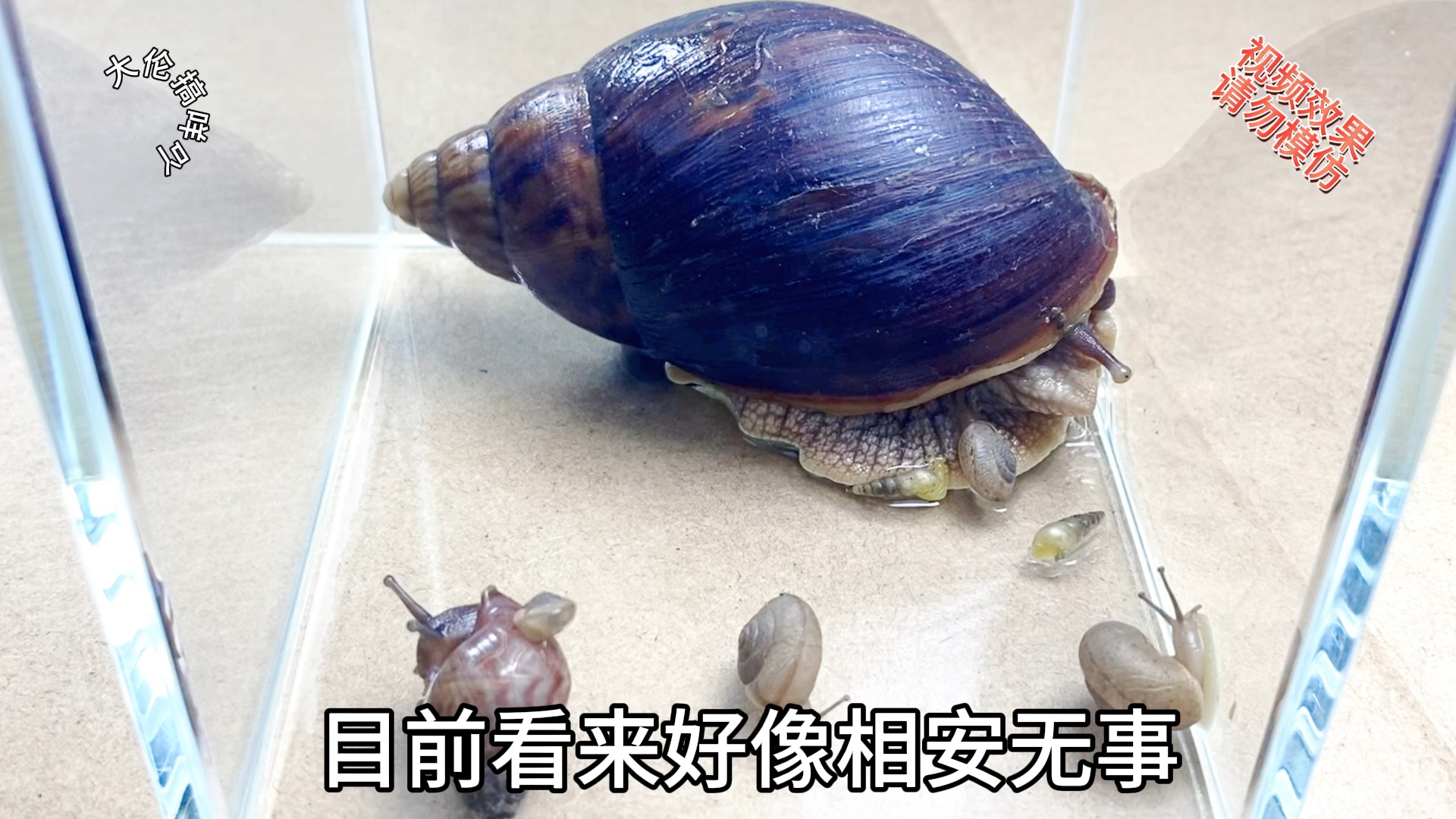 非洲大蜗牛vs本地小蜗牛