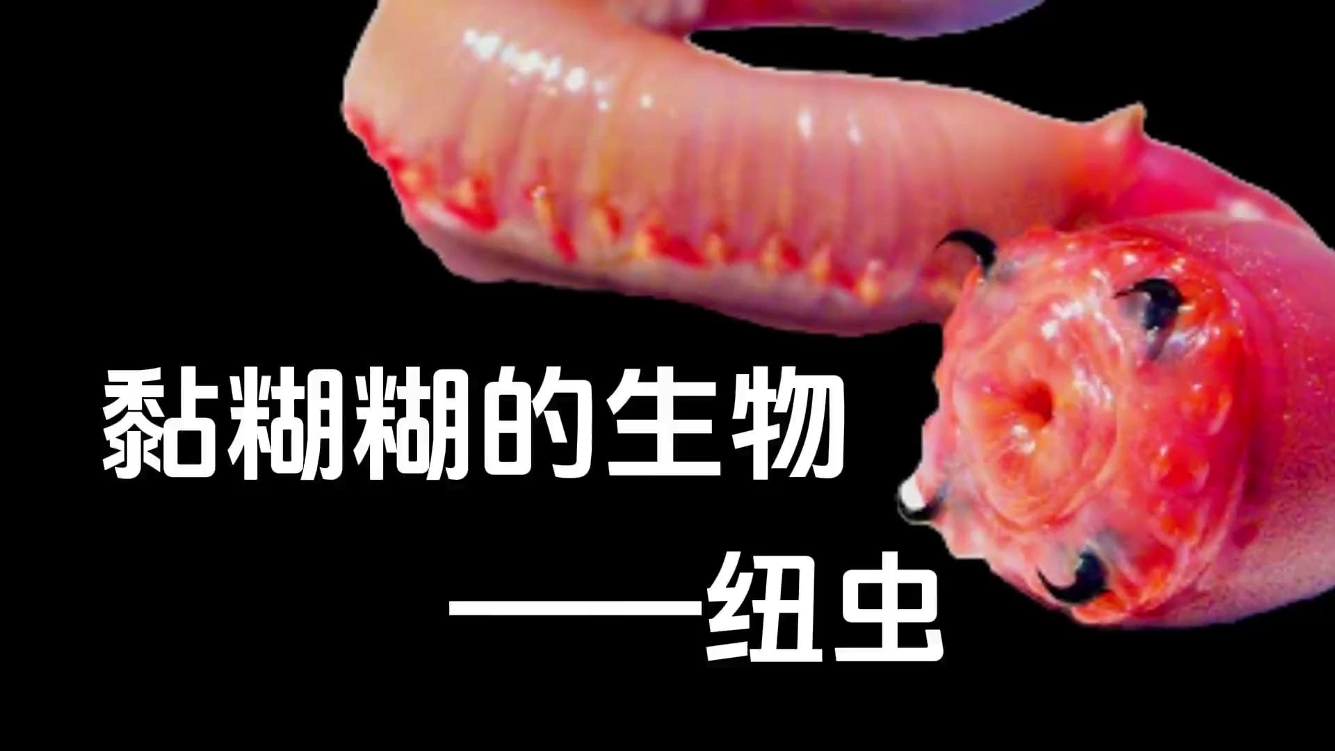 黏糊糊的生物——纽虫哔哩哔哩bilibili