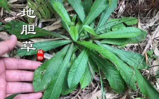 地膽草 哔哩哔哩 Bilibili 地膽草 哔哩哔哩 Bilibili